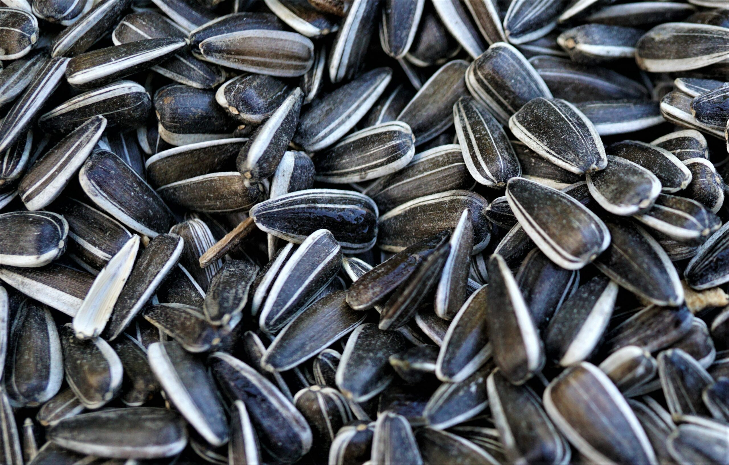 What Will Grow Out of a Pocket Full of Sunflower Seeds? - The Philosophical  Salon